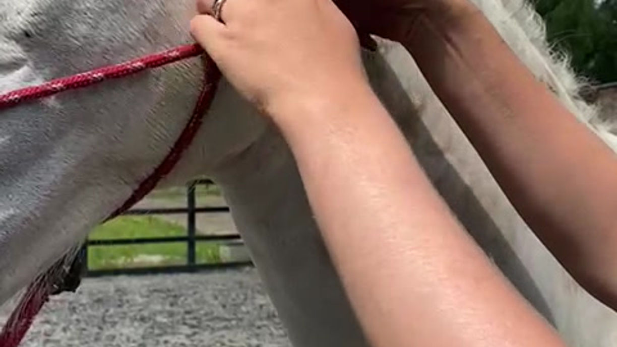 Halter tie